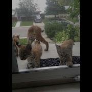 Рысь С Котёнком