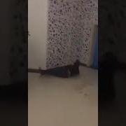 Японец Поскользнулся На Блевотине