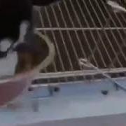 Аш Болсан Сен Озине Уксамайсын