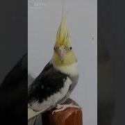 Взорвал Бабушкин Порошок