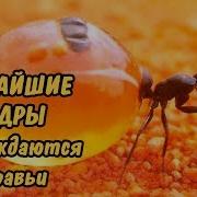 Готовь Жопу К Заселению
