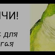 Урок Для Попугая Ричи