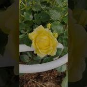Песня Про Цветы Розы