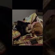 Day N Nite Тик Ток