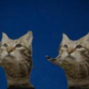Just The Two Of Us Meow