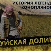 Конопля Чуйская Долина
