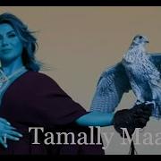 Amr Diab Tamally Maak Dim Zach Deem Edit Music Video Linijastila