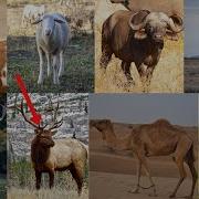 Ruminants Sound Effects Part 1 Goat Sheep Giraffe Deer Elk Cattle Bufallo Camel