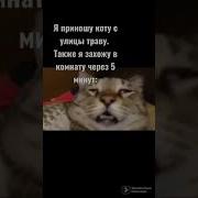 Обкуренный Кот