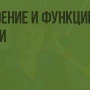 Строение И Функции Кожи Терморегуляция