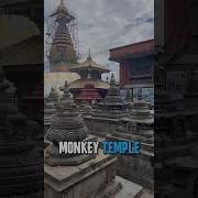 Monkey Attraction