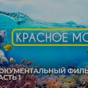 Красное Море Рыбы