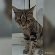 Помощник Дежурного По Кпп