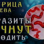 Антипаразитарная Матрица Гаряева Софт Радио
