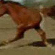 Retarded Running Horse Original