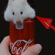 Сливки Шоу Хомяк Степа Exe