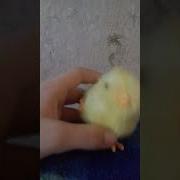 Сосут Хуй Секс Комикс Литл