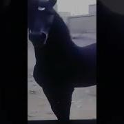 Цыган Кричал Коня Менял