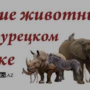 Турецкий Язык Тема Животные