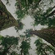 Between Trees