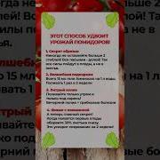 Прикол Помидор