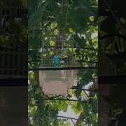 Щегол Чар Чар Исфара