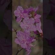Сибирская Сакура Наша Сибирь