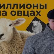 Овцы Как Бизнес Идея