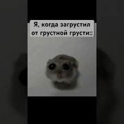 Грустный Хомяк Плачет 10 Минут