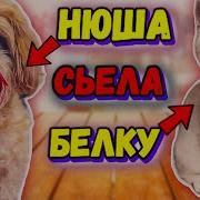 Белка И Нюша Обжоры