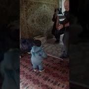 Артём Зажигает Под Гармошку Дуэт Внука И Дедушки