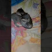 Жить Без Кошки Грустно