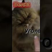 Коты Воители Уголек И Белка