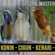 Masteran Cibek Kristal