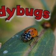 Ladybug