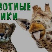 Рассказы О Животных Для Детей