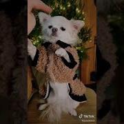 Песня Про Собачку Чихуахуа
