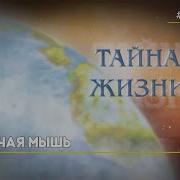 Летучая Мышь Биология