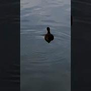 Coot I Like
