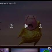 Крутые Песни Животных