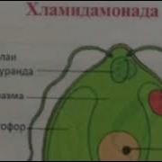 Биология Дарси 2 Обсабзхо