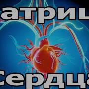 Матрица 6 Исцеление Сердца И Всей Кровеносной Системы Очень Редкая