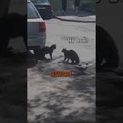 Смешная Озвучка Драки