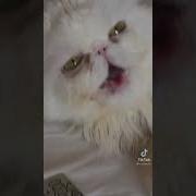 Почему Все Влюбляются В Лёшу 13 Карт
