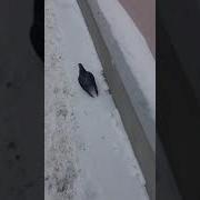 Наташа Опять Нахуярилась