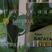 Все На Моря А Я В Огород