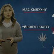 Насвайдын Зыяндуу Жактары