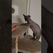 Мур Прикол