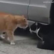 Прикол Мушуклар Оиласи