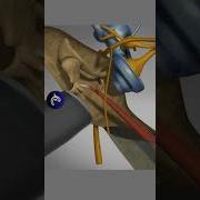 Otitis In The World